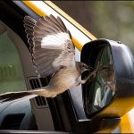 Bird attacking car mirror