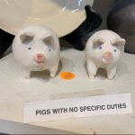 pigs with no specific duties meme