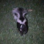 Skunk at Night