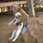 Monkey steals puppy