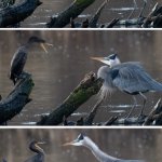 Screaming Bird Argument