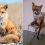 Fox before - Fox after