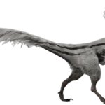 Oviraptor 2 (JWD Design)