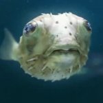 Blowfish  pufferfish blow up inflated stuffed shirt GIF Template