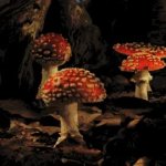 Mushrooms growing large GIF Template