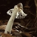 Creepy growing mushroom net meme