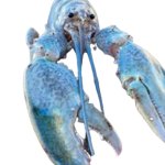 Hattie the Cotton Candy Blue Lobster staring at you template