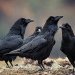 Group of ravens