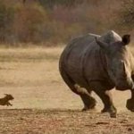 Dog chasing rhino template