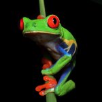 curious tree frog meme