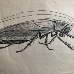 roach drawing