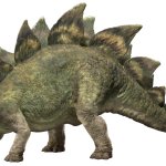 Stegosaurus 3