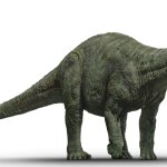 Apatosaurus 2