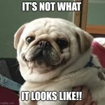 Embarrassed Pug | IT'S NOT WHAT; IT LOOKS LIKE!! | image tagged in bo the pug | made w/ Imgflip meme maker