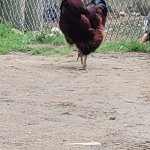 Rooster | THOSE EGGS AIN'T MINE! | image tagged in rooster | made w/ Imgflip meme maker