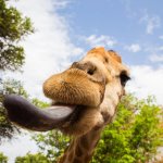 Giraffe tounge template