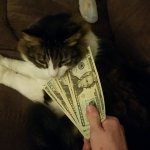 Money Cat