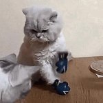 boxing cat GIF Template