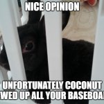 Nice opinion unfortunately coconut chewed up all your baseboards