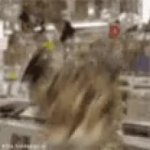 Cat with headphones GIF Template