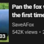 Fox touches grass