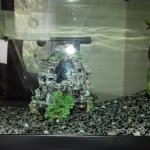 my fish that I got on 22 August 2022