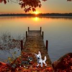 not as beautiful as you mittens | AWW WAGS LOOK AT THAT BEAUTIFUL SUNSET; NOT AS BEAUTIFUL AS YOU ARE MITTENS | image tagged in sunset,dog memes,cat memes,romance | made w/ Imgflip meme maker