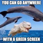 Dog swims with dolphins  | YOU CAN GO ANYWHERE; WITH A GREEN SCREEN | image tagged in dog swims with dolphins | made w/ Imgflip meme maker