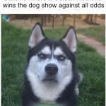 Write that down, Disney, WRITE THAT DOWN! I might just make the story myself. | This Husky is the villain of a movie where a Golden Retriever wins the dog show against all odds | image tagged in bullshit husky | made w/ Imgflip meme maker