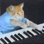 Piano Cat GIF Template