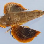 Sea Robin