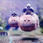 hover cats police