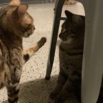 Cat slap