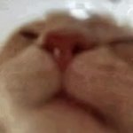 lick GIF Template