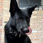 Dat Ass Dog