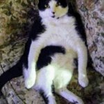 Fat cat sitting
