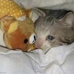 sad cat hugging a teddy