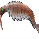 Anomalocaris meme