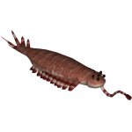 Opabinia meme