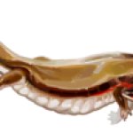 Diplocaulus