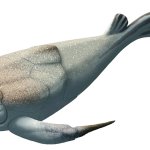 Bothriolepis