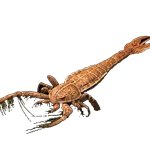 Megalograptus