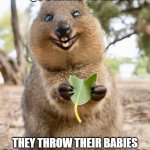 yeet the child | QUOKKAS WHEN; THEY THROW THEIR BABIES TO GET AWAY FROM PREDATORS | image tagged in quokka | made w/ Imgflip meme maker
