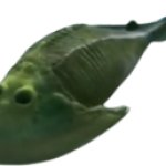 Cephalaspis