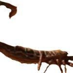 Brontoscorpio