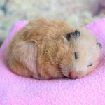 sleeping hamster meme