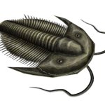 Grey-Green Trilobite