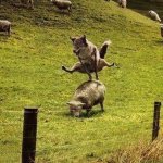 Wolf Leapfrogs Sheep