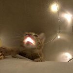 Christmas Light Cat meme