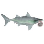 Helicoprion (Mouth Type 1)